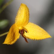 Nahaufnahme der 21 Millimeter grossen Blüte. (Bild: Maya Heizmann)