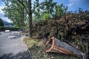 Ein Kleinholz-Depot beim Parkplatz bei der Tribschen-Badi. (Bild: Pius Amrein, Luzern, 19. Juli 2019)