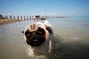 In Altnau gibt es bereits seit vielen Jahren eine Hundebadi. (Bild: Donato Caspri)