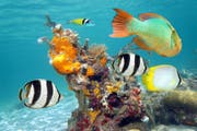 Fische im Korallenriff werden womöglich durch Sonnencremes geschädigt. (Bild: Fotolia)
