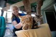 Tina Fluder vom Tierheim an der Ron in Root mit 2 von 40 Katzen, die derzeit im Heim leben. (Bild: Corinne Glanzmann, 17. Juli 2019)