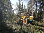 Forstunternehmung Abächerli beim Aufrüsten der grossen Sturmschadenfläche im Bireggwald (Bild: Raphael Müller, Luzern, 16. Juli 2019)
