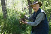 Fränggi Imhof setzt Pflanzen in sein 8000 Quadratmeter grosses Biotop in den Steinbergen im Urserntal. (Bild: Christof Hirtler, Realp, Juli 2019)