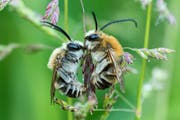 In der Schweiz leben rund 600 Arten von Wildbienen (im Bild sind Langhornbienen zu sehen). 300 dieser Arten gelten heute als vom Aussterben gefährdet. (Bild: PD)