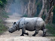Die schweren Monsun-Unwetter im Nordosten Indiens bei denen schon mehr als 200 Menschen umgekommen sind, setzen auch der Tierwelt zu. Mindestens zwölf der seltenen Panzernashörner des Kaziranga-Nationalparks sind ertrunken. (Bild: KEYSTONE/EPA/STR)