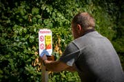 Im vergangenen Jahr galt ab Juli ein Feuerverbot im Wald und in Waldesnähe. Dieses Jahr ist es im Thurgau noch nicht so weit. (Bild: Benjamin Manser)