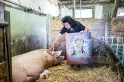 Doris Erni in Hofers Schweinestall. Die beiden Familien verbindet eine jahrelange Freundschaft. (Bild: Manuela Jans-Koch, Meggen, 7. Juli 2019)
