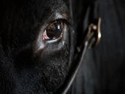 Ein 74-jähriger Mann ist am Samstag im Berner Oberland mutmasslich von einem Stier angegriffen worden. Er verstarb zwei Tage später im Spital. (Bild: KEYSTONE/CHRISTIAN BEUTLER)