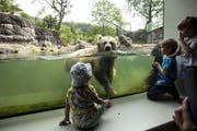 Kinder beobachten den syrischen Braunbär Evi, welche sich im Wasser abkühlt. (Bild: Alexandra Wey / Keystone, Mittwoch, 3. Juli 2019)
