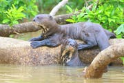 Hier im Pantanal gibt es noch Riesenotter. Bild: Win schumacher