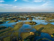 Das Pantanal fasziniert mit der einzigartigen Tier- und Pflanzenwelt. Bild: iStockphoto