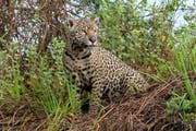 Gestatten? Das ist «Patricia», eine der Tausenden Raubkatzen, die im Sumpfgebiet leben. Bild: Win Schumacher