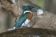Ein Amazonasfischer mit seiner Beute. Bild: Win Schumacher