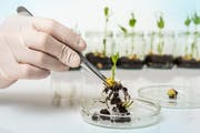 Hat ihren natürlichen Verwandten gegenüber Überlebensvorteile: eine genetisch veränderte Pflanze. Bild: Shutterstock