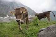 Kühe auf der Bannalp. (Bild: Corinne Glanzmann, 6. Juli 2016)
