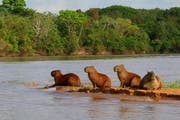 Auch Capybaras müssen Sonne tanken. Bild: Win Schumacher