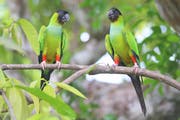 Mehr als 650 Vogelarten leben im Pantanal, auch Nandaysittiche. Bild: Win Schumacher