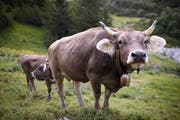 Sie stösst gleich klimaschädliches Methan aus: eine Schweizer Bergkuh. Bild: Keystone