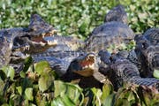 Im Pantanal sind Kaimane omnipräsent. Bild: Getty Images