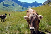 Kühe am Wanderweg zwischen Tannalp und Melchsee-Frutt. (Bild: Markus von Rotz)