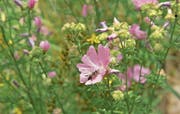 Wildbienen leisten einen wichtigen Beitrag zur Biodiversität im Ökosystem.Bild: Christian H. Hildebrand (Zug, 17. Juli 2015)