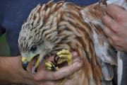 Kräftige Krallen und ein scharfer Schnabel werden dem jungen Rotmilan bei der Jagd nützlich sein. (Bild: Kathrin Meier-Gross)