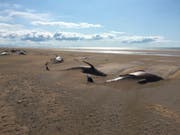 Eine ganze Walherde ist an einem abgelegenen Strand auf der Halbinsel Snaefellsnes nördlich der isländischen Hauptstadt Reykjavik verendet. (Bild: KEYSTONE/AP David Schwarzhans)