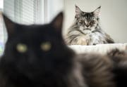 Zwei Katzen der Rasse Maine-Coon im «Catsholidays». (Bild: Reto Martin)