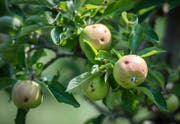 Sämtliche Äpfel von Gremlich weisen Hagelschäden auf.
