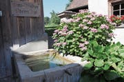 Anstatt Funkien und Hortensien sollen beim Brunnen Felsenbirne, Lerchensporn, Hirschzunge, Salomonssiegel und Gilbweiderich gepflanzt werden.Bild: Susi Miara