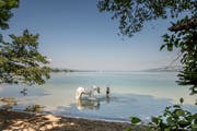 In der «Rossbadi» am Sempachersee finden auch Pferde die nötige Abkühlung. (Bild: Pius Amrein, Sempach, 16. Juli 2019)