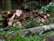 Sicherheitsfällungen im Hardwald auf dem Gebiet der Gemeinde Birsfelden BL sind abgeschlossen. Die Aufnahme zeigt Sicherheitsfällungen im Kanton Bern. (Bild: KEYSTONE/ANTHONY ANEX)
