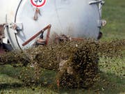Ausgelaufen statt ausgebracht: Gülle aus einem Schweinestall hat in der Glâne rund 500 Fische getötet. (Bild: KEYSTONE/URS FLUEELER)