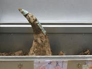 Vietnamesische Sicherheitskräfte haben am internationalen Flughafen von Hanoi 125 Kilogramm Nashorn-Hörner sichergestellt. (Bild: KEYSTONE/AP/HAU DINH)