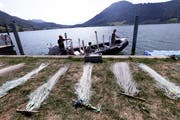Netze am Ufer des Ägerisees. (Bild: Werner Schelbert, 28.August 2018)