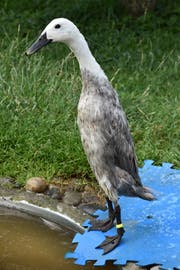 Die Lauenten brauchen eine Wasserstelle. (Bild: Markus Schoch)