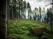 Die Wälder können die aktuelle Trockenheit noch gut verkraften. Die Trockenheit des vergangenen Jahres und der Borkenkäfer haben aber vielen Bäumen zugesetzt. (Bild: KEYSTONE/GIAN EHRENZELLER)