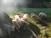 Das Fleisch der Freilandschweine ist eine begehrte Delikatesse. (Bild: PD)