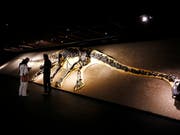 In der Nähe von Bordeaux haben Wissenschaftler einen 140 Millionen Jahre alten Schenkelknochen eines Sauropoden gefunden. (Themenbild eines Sauropoden) (Bild: KEYSTONE/MAGALI GIRARDIN)