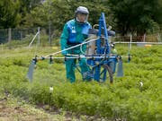Seit den 70er-Jahren wird Chlorothalonil in der Landwirtschaft eingesetzt. Nun prüft der Bund ein Verbot des Pflanzenschutzmittels. (Bild: KEYSTONE/GAETAN BALLY)