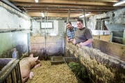 Kaspar und Sohn Balz Hofer wollen die Schweinezucht behalten. (Bild: Manuela Jans-Koch, Meggen 7. Juli 2019)