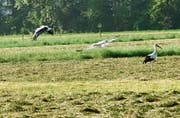 Im Anflug zur der Mäusejagd: Die gemähte Ökowiese – angrenzend an den Huebbach, Frümsen – bietet buchstäblich gefundenes Fressen für die Störche. (Bild: Heidy Beyeler)