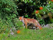 Der Fuchs hat es auf die Witzwiler Ferkel abgesehen (Archivbild). (Bild: KEYSTONE/WALTER BIERI)