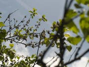 Ein an Feuerbrand erkrankter Hochstamm Birnenbaum. (Bild: Keystone/GAETAN BALLY)