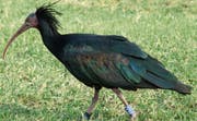 Das Waldrapp-Weibchen Sonic mit schimmerndem Gefieder. Kann die Vogelart wieder angesiedelt werden?Bild: PD