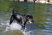 Ein kühles Bad: Hunde können neu in Romanshorn in einem bestimmen Uferabschnitt problemlos ins Wasser und von dort ohne Leine an Land. (Bild: Nana do Carmo)