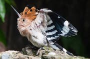 Die fuchsrote Federnhaube und die schwarz-weissen Federn der Flügel sind charakteristisch für den Vogel. (Bild: PD)
