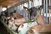 Dank hoher Milchleistung: Die Gemsfarbige Gebirgsziege ist die in der Schweiz am weitesten verbreitete Ziegenrasse. Bild: Pius Amrein (Rain, 30. Juli 2019)