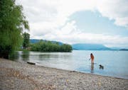 In unbeaufsichtigten Seebädern sind neu auch Hunde erlaubt – allerdings während der Badesaison nur an der Leine.Bild: Maria Schmid (Zug, 29. Juli 2019)