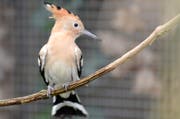 Der Wiedehopfe ist wieder im Tierpark Goldau zu Hause. (Bild: PD)